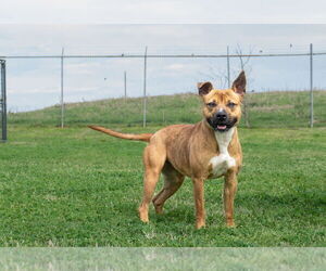 Mutt Dogs for adoption in Abbeville, LA, USA