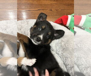 Australian Shepherd-Unknown Mix Dogs for adoption in Plainfield, IL, USA