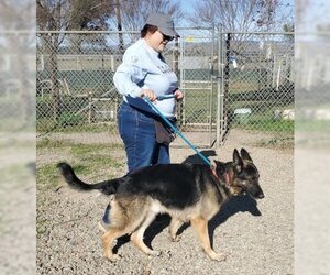 German Shepherd Dog Dogs for adoption in Ventura, CA, USA