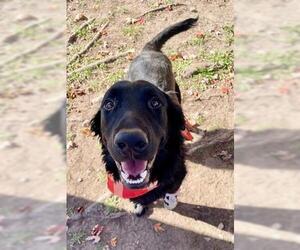 Labrador Retriever-Unknown Mix Dogs for adoption in Tulsa, OK, USA
