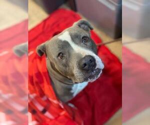 American Pit Bull Terrier Dogs for adoption in Chula Vista, CA, USA