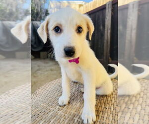Border Collie-Great Pyrenees Mix Dogs for adoption in Marina Del Rey, CA, USA