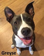 Staffordshire Bull Terrier Dogs for adoption in Lake Forest, CA, USA
