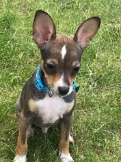 Chihuahua Dogs for adoption in Wyoming, MI, USA