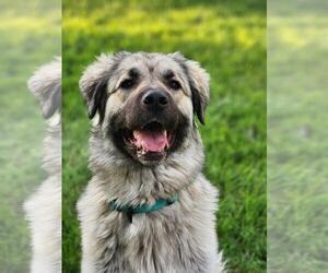 Anatolian Shepherd-Great Pyrenees Mix Dogs for adoption in Hamilton, MT, USA