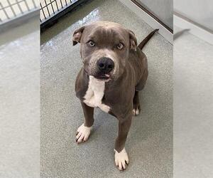 American Pit Bull Terrier Dogs for adoption in Fayetteville, NC, USA