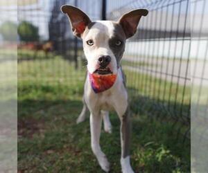American Staffordshire Terrier-Unknown Mix Dogs for adoption in San Antonio, TX, USA