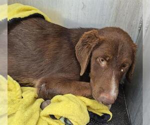 Labrador Retriever-Unknown Mix Dogs for adoption in San Antonio, TX, USA