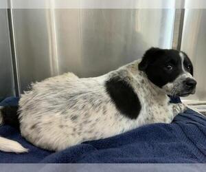 Australian Cattle Dog-Unknown Mix Dogs for adoption in Visalia, CA, USA