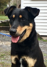 Rottweiler Dogs for adoption in Calverton, NY, USA