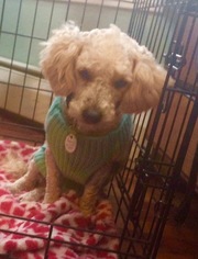Poochon Dogs for adoption in Pawtucket, RI, USA