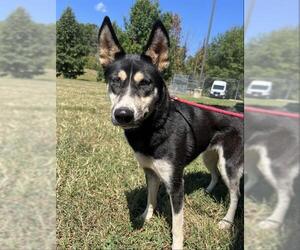 Siberian Husky Dogs for adoption in Forestville, MD, USA