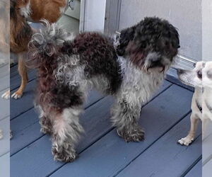 Shih-Poo Dogs for adoption in Spring Lake, NC, USA