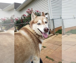 Alaskan Husky Dogs for adoption in Scottsboro, AL, USA