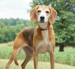 English Foxhound Dogs for adoption in Rocky Mount, VA, USA