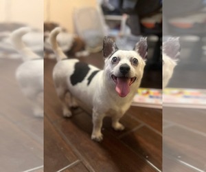 Chihuahua Dogs for adoption in Silver Spring, MD, USA