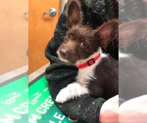Chi-Corgi Dogs for adoption in Texarkana, TX, USA
