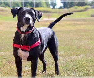 Labrador Retriever Dogs for adoption in Longview, TX, USA