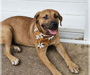 Black Mouth Cur-Labrador Retriever Mix Dogs for adoption in Brewster, NY, USA