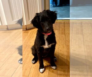 Australian Shepherd-Unknown Mix Dogs for adoption in South Bend, IN, USA