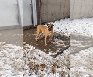 Mastiff-Unknown Mix Dogs for adoption in Maquoketa, IA, USA