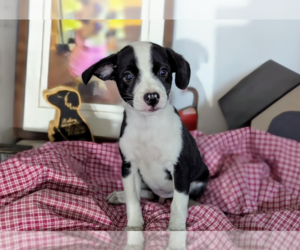 Chiweenie Dogs for adoption in Fresno, CA, USA