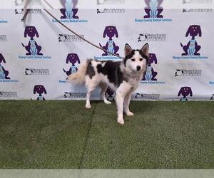 Pomsky Dogs for adoption in Orlando, FL, USA