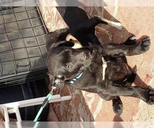 Mutt Dogs for adoption in Tonopah, AZ, USA