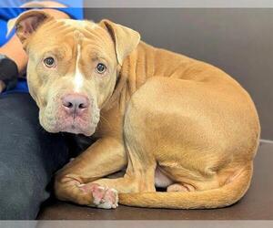 American Staffordshire Terrier Dogs for adoption in Fort Lauderdale, FL, USA