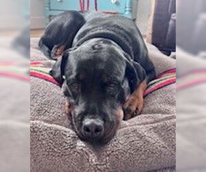 Rottweiler Dogs for adoption in Hillsboro, NH, USA