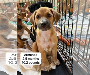 Labsky Dogs for adoption in Virginia Beach, VA, USA