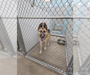 German Shepherd Dog-Huskies  Mix Dogs for adoption in Temple, TX, USA