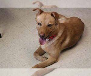 Sheprador Dogs for adoption in Olathe, KS, USA