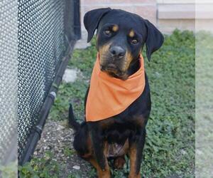 Rottweiler-Unknown Mix Dogs for adoption in San Antonio, TX, USA