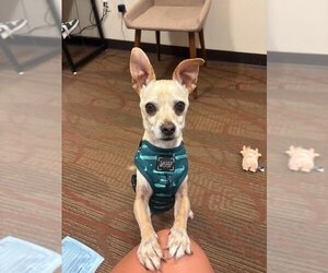 Chihuahua Dogs for adoption in Tabernash, CO, USA