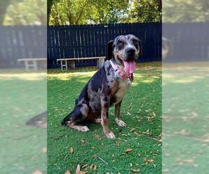 Bluetick Coonhound Dogs for adoption in Fort Walton Beach, FL, USA