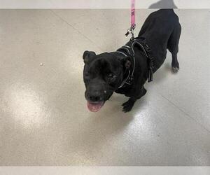 American Pit Bull Terrier Dogs for adoption in Pasadena, CA, USA