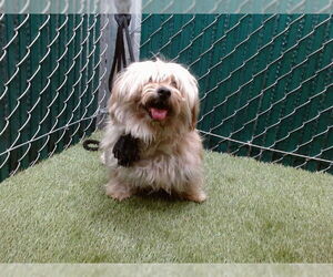 Maltese Dogs for adoption in Downey, CA, USA