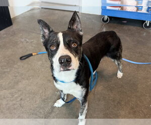 Catahoula Leopard Dog-Unknown Mix Dogs for adoption in Tavares, FL, USA