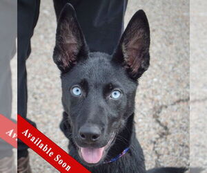 Dutch Shepherd -Huskies Mix Dogs for adoption in Huntley, IL, USA