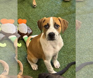 Labrador Retriever-Unknown Mix Dogs for adoption in Sanford, FL, USA
