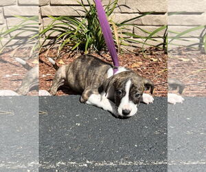 Mutt Dogs for adoption in Sterling, MA, USA