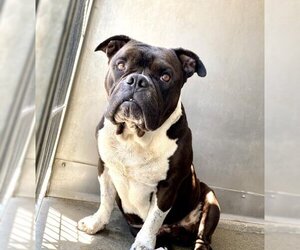 American Bulldog Dogs for adoption in San Bernardino, CA, USA