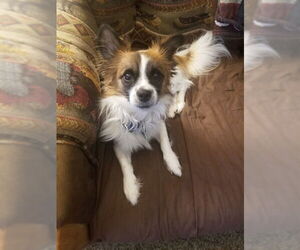 Pomeranian-Unknown Mix Dogs for adoption in Ogden, UT, USA