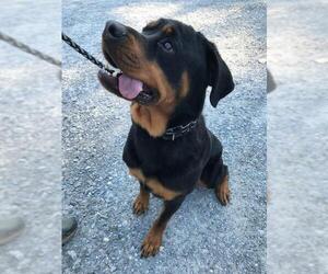 Rottweiler Dogs for adoption in Forest, VA, USA
