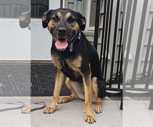 Mutt Dogs for adoption in Minneapolis, MN, USA