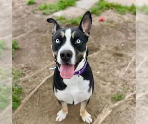 Siberian Husky-Unknown Mix Dogs for adoption in Aurora, CO, USA