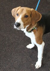 Treeing Walker Coonhound Dogs for adoption in Waynesboro, PA, USA