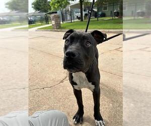 American Pit Bull Terrier-Unknown Mix Dogs for adoption in Oklahoma City, OK, USA