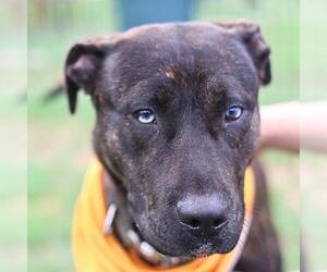 American Staffordshire Terrier-Unknown Mix Dogs for adoption in San Antonio, TX, USA